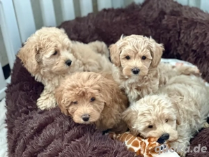 F1 Maltipoo Welpen in Apricot 
