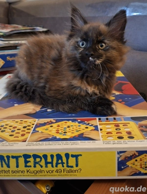 Maine coon Kitten suchen...