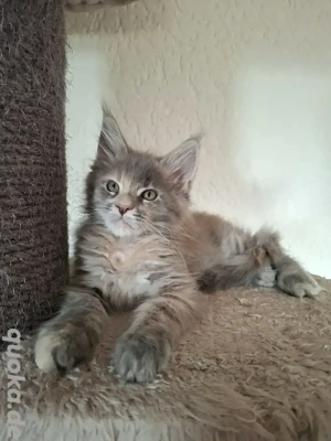 Maine coon Kitten suchen...