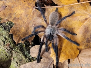 Vogelspinnen 3er Gruppe