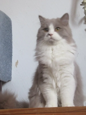 Kater Billy sucht neues Zuhause