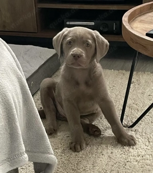 Ausgezeichnete Labradorwelpen abzugeben