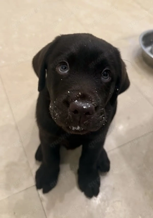 Cuddle Liebevolle Labrador Retriever mit Stammbaum.