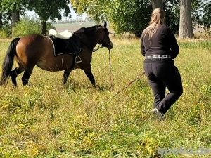 schöne Kleinpferd Stute Bild 2
