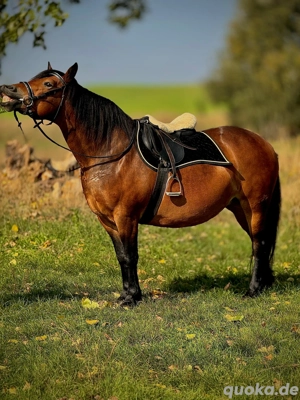 schöne Kleinpferd Stute Bild 3