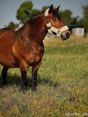 schöne Kleinpferd Stute Bild 5