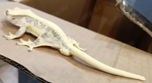 Kronengecko high end  Lily white 1.0 Bild 8