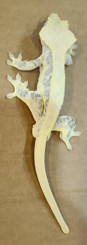 Kronengecko high end  Lily white 1.0 Bild 3