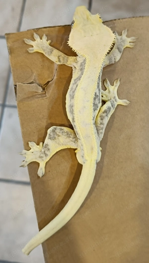 Kronengecko high end  Lily white 1.0 Bild 7