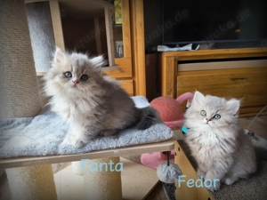 Zuckersüße blue goldene BLH kitten mit Stammbaum