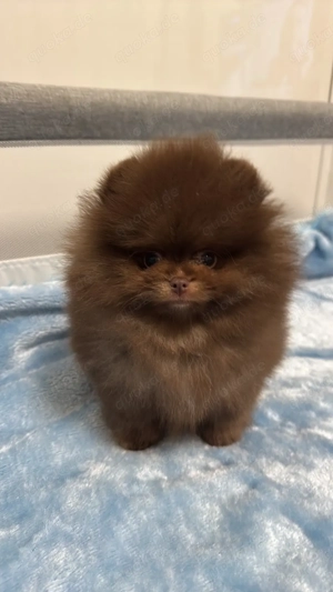 Pomeranian 