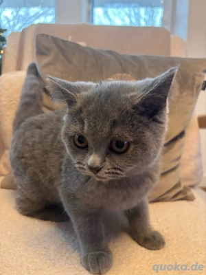 britisch kurzhaar reinrassig kitten  Bild 5