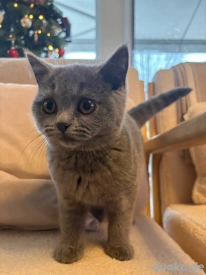 britisch kurzhaar reinrassig kitten  Bild 4