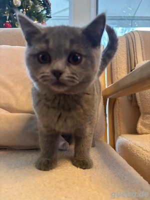 britisch kurzhaar reinrassig kitten 