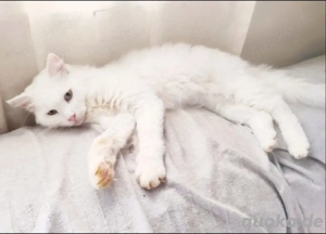 Kätzchen aus dem Tierschutz