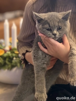 britisch kurzhaar reinrassig kitten  Bild 7