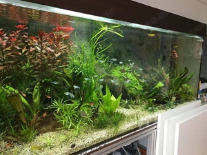 Kleine Salmler, Welse und Apistogramma abzugeben RESERVIERT!