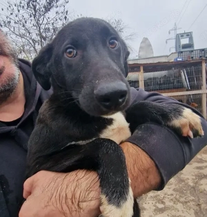PETER - sucht sein Für-immer-Zuhause (wartet in Rumänien)