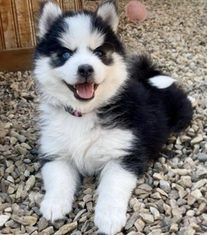Kleine F1 Pomsky-Welpen abzugeben