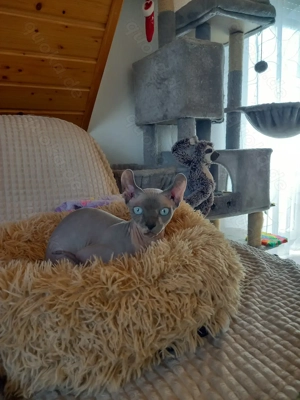 Kater-Sphynx-Elf