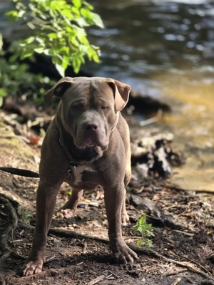 American Bully Bild 4