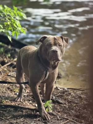 American Bully Bild 2