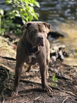 American Bully Bild 3