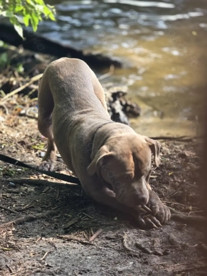 American Bully Bild 5