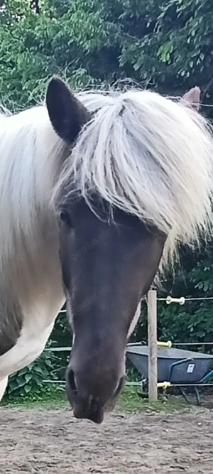 Isländer Wallach 6 Jahre 