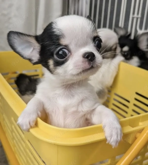 Sehr kleine Chihuahua-Welpen abzugeben !!!!