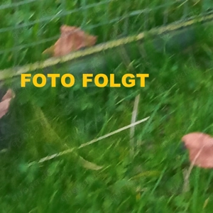 Junge niedliche wuschelige Meerschweinchen Lunkarya Lunkaryamix weiblich