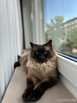 Siam-Kater zum abgeben