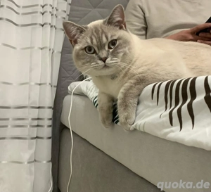 britische kurze Haare BKH