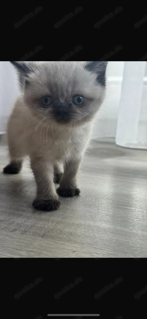 British Kurzhaar Katze weibchen  männchen Bkh