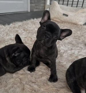 Sechs abgabebereite Französische Bulldoggenwelpen zu verkaufen