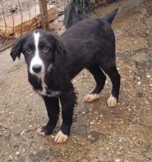 REX - sucht seinen sicheren Hafen (wartet in Rumänien)