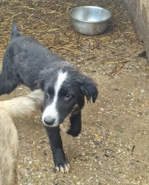 REX - sucht seinen sicheren Hafen (wartet in Rumänien) Bild 4