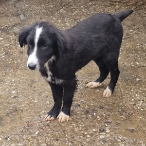 REX - sucht seinen sicheren Hafen (wartet in Rumänien) Bild 2