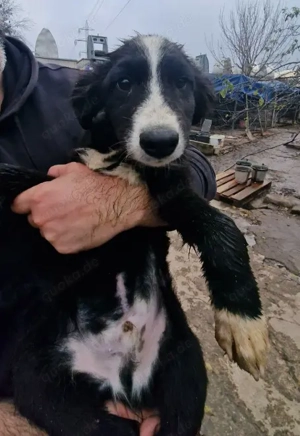 REX - sucht seinen sicheren Hafen (wartet in Rumänien) Bild 9