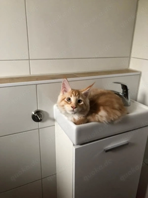 5 Monate alter Maine Coon Kater Rusty sucht ein liebevolles Zuhause 