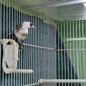 Stieglitz Parva zu verkaufen 