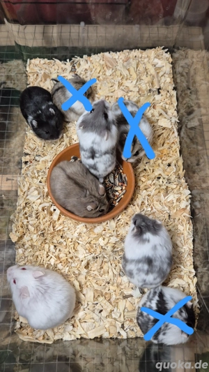 Campbell Zwerghamster 