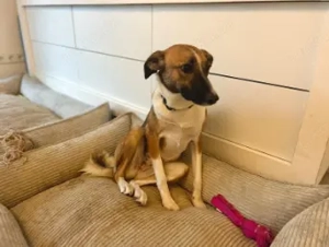 Juno, vorsichtige Hündin ca.10 Monate, ca. 52 cm, ca. 17 kg *in 85591 Vaterstetten*