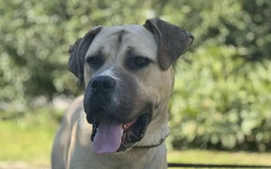 Majestätische Joseph wartet auf Sie: imposant, aber freundlich und sanft