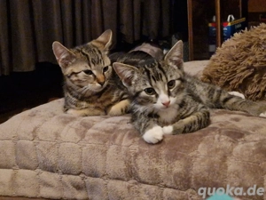 2 Brüder Bengal Mix Kater 