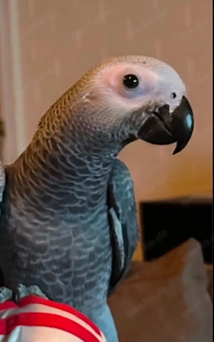 Kongo-Graupapagei Weibchen   8 Monate   Handzahm   sucht liebevolles Zuhause mit Partnervogel