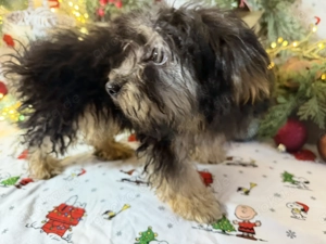  Süße Merle Yorkipoo Rüden suchen ein liebevolles Zuhause! 