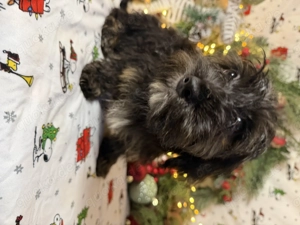  Maltipoo-Welpen   ideal für Allergiker & Familien 