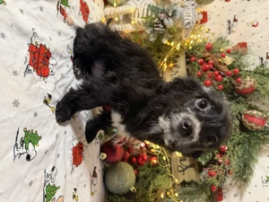  Maltipoo-Welpen   ideal für Allergiker & Familien 