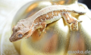 0.0.1 Kronengecko Lilly White Orange 